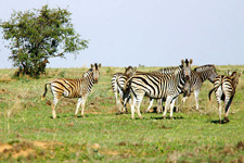 South Africa-The Cape-The Grand Western Cape Ride